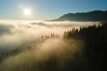 Aerial view of foggy evening over dark pine forest trees at bright sunset. Amazingl scenery of wild mountain woodland at dusk