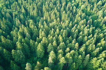 Fototapeta na wymiar Aerial view of green pine forest with dark spruce trees. Nothern woodland scenery from above