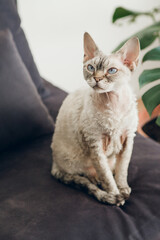 Calm adult Devon Rex female cat is sitting at home on black couch. Color point with blue eyes feline.