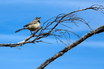 A bird on a tree branch in Arizona