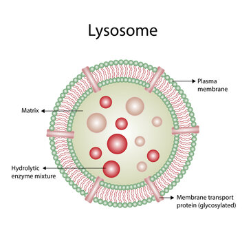 Anatomical structure of Lysosome: Hydrolytic enzymes, Membrane and transport proteins. Enzymes are used to break down and digest food particles, worn-out cell parts and engulfed viruses or bacteria. 