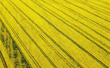 Aerial view of rapeseed yellow fields. Golden texture nature with stripes