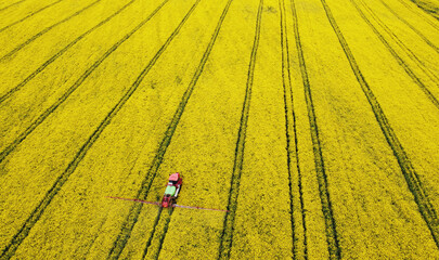 Aerial view of rapeseed yellow fields and tractor agro combine. Agricultural machinery. Cultivation...