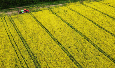 Aerial view of rapeseed yellow fields and tractor agro combine. Agricultural machinery. Cultivation and harvesting