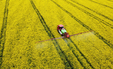 Aerial view of rapeseed yellow fields and tractor agro combine. Agricultural machinery. Cultivation...
