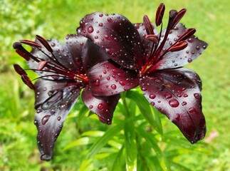 Czarna lilia