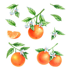 Orange fruit, flowering branches and green leaves, elements collection. Hand drawn watercolor botanical illustration isolated on white background. Image for natural and plant design.