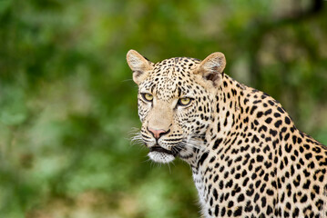 Fototapeta na wymiar Wild Leopard looking this way, head and shoulders 