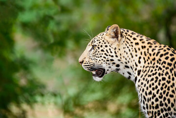 Side profile, close up of a wild leopard