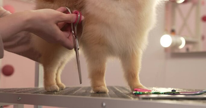 Groomer trims off excess hair from pomeranian puppy paw using the scissors.