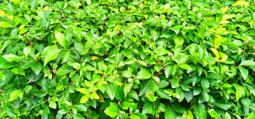 Beautiful green leaves background of Acalypha siamensis in the garden. Green background design. Suitable for poster, news, articles, backdrop, website, plant database, etc.