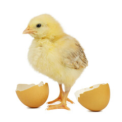 Yellow chicken with eggshell isolated on white background.