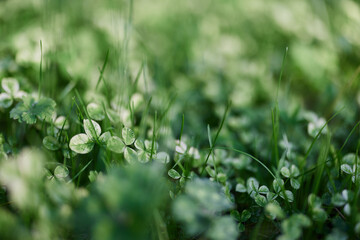 Young green leaves jib close-up, fresh lawn grass in summer on the ground in sunlight for a screen saver, mock up