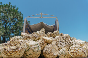 a truck with agave pineapples for mezcal