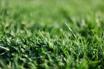 Fresh leaves of young green lawn grass close-up, clover and micro clover sprouts for landscape design and garden landscaping. Ecology and caring for nature as a way of life
