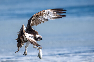獲物を狙う猛禽類のミサゴ