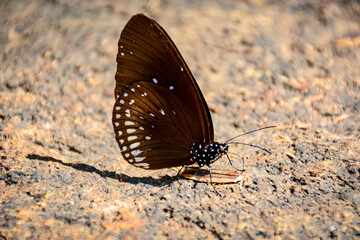 butterfly on the ground