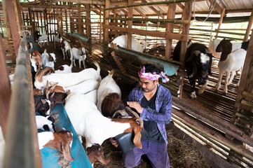 A positive farmer is happy between his pets. A male farmer in a goat farm smiles as he looks at the goats in the farm.