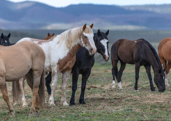 Fototapeta na wymiar Colorful ranch horse herd in North West Colorado being rounded up and brought in for the summer