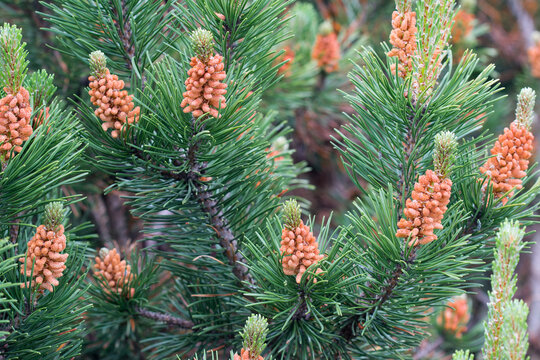 Flowering Pinus mugo ( bog pine) selective focus