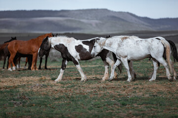 Colorful ranch horse herd in North West Colorado being rounded up and brought in for the summer