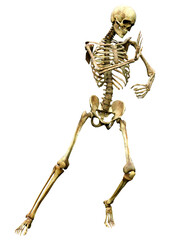 3D Rendering Human Skeleton on White