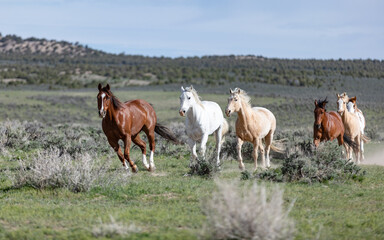 Naklejka na ściany i meble Colorful ranch horse herd in North West Colorado being rounded up and brought in for the summer