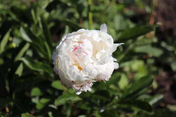 Festiva Maxima.Peony in the garden. Shot of a peony in bloom works perfectly with the green background. Spring background. Blooming, spring, flora. Flowers photo concept.Greeting cards.