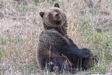 A wild grizzly bear known as "Felicia" in the Greater Yellowstone Ecosystem foraging for food in a field.