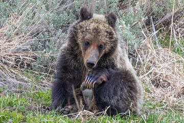 Naklejka na ściany i meble A wild grizzly bear cub to the bear known as 'Felicia' in the Greater Yellowstone Ecosystem in Wyoming.