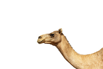 Camel head against white background for illustration with copy space