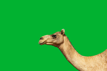 Camel head against green background for illustration with copy space, green chroma key background