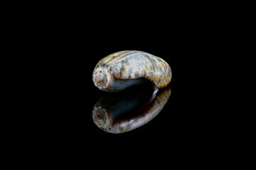 Olive snail (Olividae); A smooth, glossy shell with a large cylindrical whorl and a small conical...
