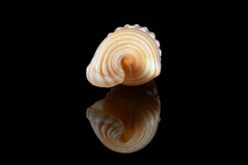 Girdled horn snail (Cerithidea (Cerithideopsilla) cingulata) on black background, Dubai, United Arab Emirates. L2,4xW1x0,75cm