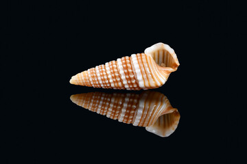 Girdled horn snail (Cerithidea (Cerithideopsilla) cingulata) on black background, Dubai, United Arab Emirates. L2,4xW1x0,75cm