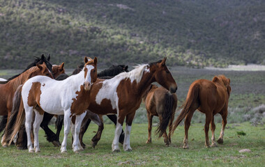 Obraz premium Colorful ranch horse herd in North West Colorado being rounded up and brought in for the summer