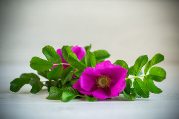 pink blooming wild rose flowers on a light background