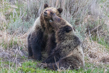 A wild grizzly bear cub to the bear known as 'Felicia' in the Greater Yellowstone Ecosystem in Wyoming.