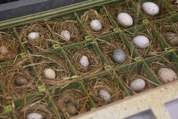 Close up set of different type of birds' eggs