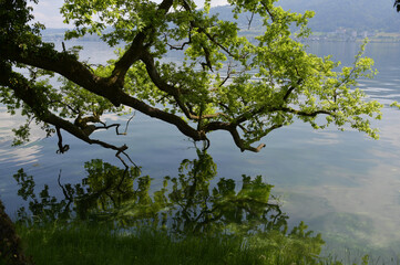 Baum am Wasser
