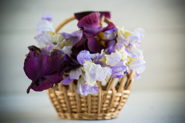Fototapeta na wymiar bouquet of beautiful blooming iris flowers on wooden background