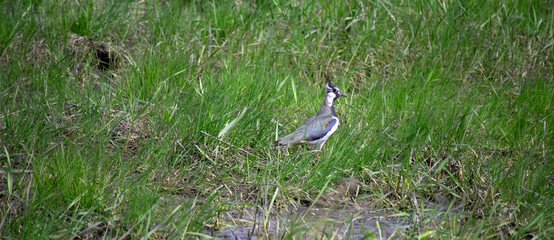 A lapwing bird in a swampy meadow among the grass