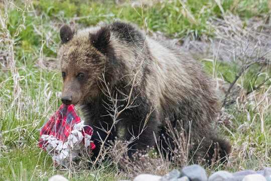 A Wild Grizzly Bear Cub To The Bear Known As 'Felicia' In The Greater Yellowstone Ecosystem In Wyoming.