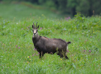 Gamsbock im Gras