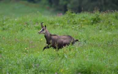 Gamsbock auf Wiese