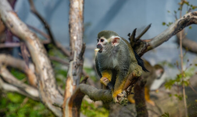 Common Squirrel Monkey