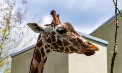 Nubian Giraffe