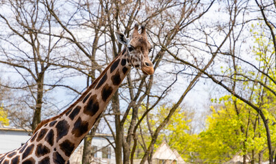 Nubian Giraffe
