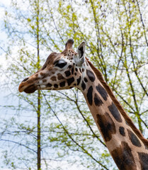 Nubian Giraffe