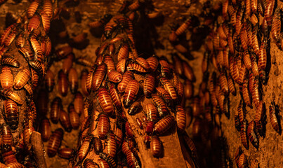 Madagascar Hissing Cockroaches - obrazy, fototapety, plakaty